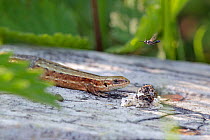Common / Viviparous Lizard (Lacerta vivipara) watching a hovering fly. Wiltshire, England, May.
