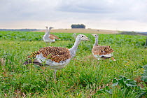Great Bustard (Otis tarda) juvenile, part of a reintroduction project with birds imported under DEFRA licence from Russia. Salisbury Plain, Wiltshire, UK, September 2012