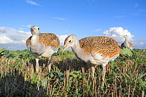 Great Bustard (Otis tarda) juveniles, part of a reintroduction project with birds imported under DEFRA licence from Russia. Salisbury Plain, Wiltshire, UK, September 2012