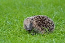 Western Hedgehog (Erinaceus europaeus) juvenile on grass. Wiltshire, England, UK, August.