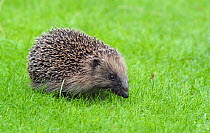 Western Hedgehog (Erinaceus europaeus) juvenile on grass. Wiltshire, England, UK, August.
