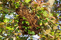 Honey Bee (Apis mellifera) swarm on tree branch. Wiltshire, England, May.