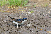 House Martin (Delichon urbicum) collecting mud for nest. Wiltshire, England, UK, September.