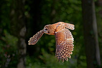 Tawny Owl (Strix aluco) in flight. Captive. Hawk Conservancy Trust, Andover, UK.