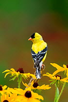American Goldfinch (Carduelis tristis) male, perched amid Black-eyed Susan (Rudbeckia sp.) flowers in summer, New York, USA, July