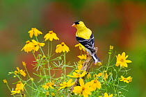 American Goldfinch (Carduelis tristis) male, perched amid yellow Threadleaf Coreopsis flowers in summer, New York, USA, July.