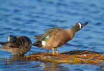 Blue-winged Teal (Anas discors) pair perched on floating vegetation, male (right) shaking after preening, Merritt Island National Wildlife Refuge, Florida, USA, March.