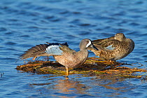 Blue-winged Teal (Anas discors) pair perched on floating vegetation, male stretching its wing and leg, Merritt Island National Wildlife Refuge, Florida, USA. March