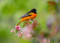 Baltimore Oriole (Icterus galbula) male in breeding plumage, perched among ornamental crabapple (Malus sp) blossoms in spring, New York, USA, May.