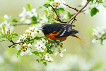 Baltimore Oriole (Icterus galbula) male foraging in apple blossom in spring, New York, USA, May.