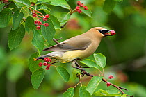 Cedar Waxwing (Bombycilla cedrorum) first-year adult with no waxy tips to wings, feeding on Serviceberry (Amelanchier sp.) fruit in early summer, New York, USA, June