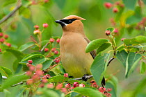 Cedar Waxwing (Bombycilla cedrorum) perched amongst Shadblow Serviceberry (Amelanchier canadensis) fruits in summer, New York, USA, June.