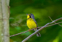 Canada Warbler (Cardellina canadensis) male in breeding plumage, singing in spring, New York, USA, May.