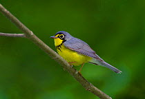 Canada Warbler (Cardellina canadensis) male in breeding plumage, spring, New York, USA