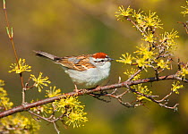 Chipping Sparrow (Spizella passerina), spring, New York, USA, April