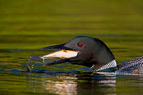 Common Loon (Gavia immer) adult in breeding plumage swallowing a large fish, Michigan, USA