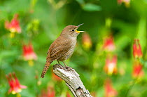 House Wren (Troglodytes aedon), male singing, with Wild Columbines in the background, New York, USA