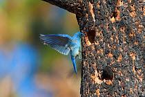Mountain Bluebird (Sialia currucoides), male hovering to investigate potential nest hole in burned Jeffrey Pine (Pinus jeffreyi), Mono Lake Basin, California, USA, June.