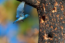 Mountain Bluebird (Sialia currucoides), male hovering to investigate potential nest hole in burned Jeffrey Pine (Pinus jeffreyi), Mono Lake Basin, California, USA, June.
