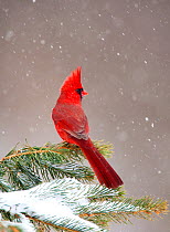 Northern Cardinal (Cardinalis cardinalis) male perched on conifer during snowstorm, New York, USA, February.
