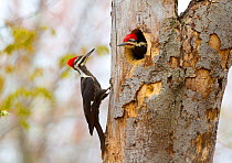 Pileated Woodpeckers (Dryocopus pileatus), pair during incubation exchange, female clinging to treetrunk as male comes out of nest hole entrance, spring, New York, USA, May.
