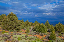 Single-leaf pinyon pine (Pinus monophylla) trees, with dramatic clouds in late summer Mono Lake Basin, California, USA, July.