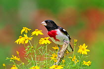 Rose-breasted Grosbeak (Pheucticus ludovicianus) male, perched amid Threadleaf Coreopsis flowers in summer, New York, USA, July