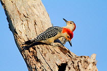 Red-bellied Woodpecker (Melanerpes carolinus) pair, male calling, female in background, both clinging to treetrunk where their nest is located (not visible), Lakeland, Florida, USA, March.