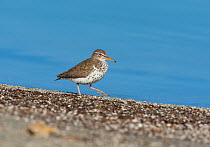 Spotted Sandpiper (Actitis macularia), adult in breeding plumage walking along shore of Mono Lake, spring, California, USA, June.