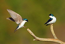 Tree Swallow (Tachycineta bicolor), pair, one landing on perch while the other calls, New York, USA, April