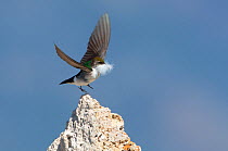 Violet-green Swallow (Tachycineta thalassina), female taking flight from tufa formation, carrying a feather for nest lining, spring, Mono Lake, California, USA, June.