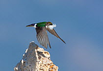 Violet-green Swallow (Tachycineta thalassina), female in flight carrying a feather for nest lining, spring, Mono Lake, California, USA, July.