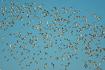 Wilson's Phalaropes (Phalaropus tricolor) large flock in flight, late July, Mono Lake, California, USA, July.