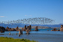 Wilson's Phalaropes (Phalaropus tricolor) large flock flying over tufa formations, late July, Mono Lake, California, USA, July.