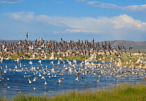Wilson's Phalaropes (Phalaropus tricolor), flock in flight, coming in to land near shoreline, Mono Lake, California, USA, July.