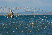 Wilson's Phalaropes (Phalaropus tricolor) large flock swimming/in flight near the shoreline at Mono Lake, tufa formations in the background, late July, Mono Lake, California, USA. July.