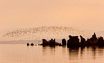 Wilson's Phalaropes (Phalaropus tricolor), flock flying over tufa formations at Mono Lake, just after sunrise, California, USA.