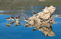 Wilson's Phalaropes (Phalaropus tricolor), flock resting on partly-submerged tufa formation Mono Lake, California, USA, July.