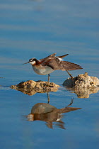 Wilson's Phalarope (Phalaropus tricolor), female in breeding plumage, stretching its wing and foot, perched on small tufa outcrop in the water, Mono Lake, California, USA, July.