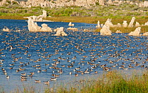 Wilson's Phalaropes (Phalaropus tricolor) large flock swimming/foraging near the shoreline at Mono Lake, tufa formations in the background, late July, Mono Lake, California, USA. July.