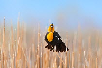 Yellow-headed Blackbird (Xanthocephalus xanthocephalus) male in breeding plumage singing, in a cattail marsh, Mono Lake Basin, California, USA