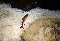 An Atlantic Salmon (Salmo salar) jumping a small waterfall on the Afon Lledr, Betws Y Coed, Wales, October