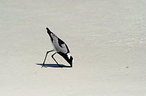 Blacksmith Lapwing / Blacksmith Plover (Vanellus armatus) foraging on a beach, Cape Town, South Africa, November