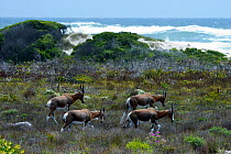A herd of Bontebok (Damaliscus dorcas / pygargus) in scrub, Cape of Good Hope, South Africa, November