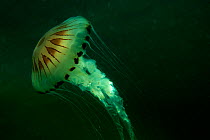 Compass Jellyfish, in murky water, Abersoch, Cardigan Bay, Wales, July