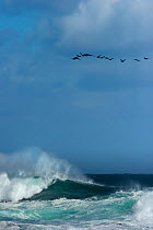 A flock of Cape Cormorant / Shag, (Phalacrocorax capensis) flying over rough sea, Cape of Good Hope, South Africa, November