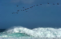 A flock of Cape Cormorant / Cape Shag, (Phalacrocorax capensis) flying over rough sea, Cape of Good Hope, South Africa, November