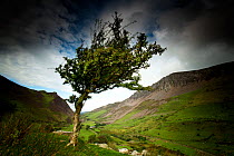 A wind blown Hawthorn tree above a valley, near Nantle, Snowdonia, Wales, August