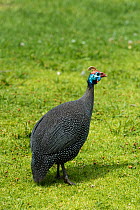 Helmeted Guineafowl (Numida meleagris) standing on open grassland, Cape Town, South Africa, November
