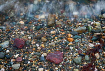 Pebbles of semi-precious Jasper, Quartz SiO2, in shingle on a beach, Aberdaron, Wales. The jasper is present in the rocks associated with an ancient plate boundary. July